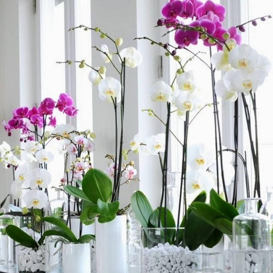 Орхидеи живые в квартире