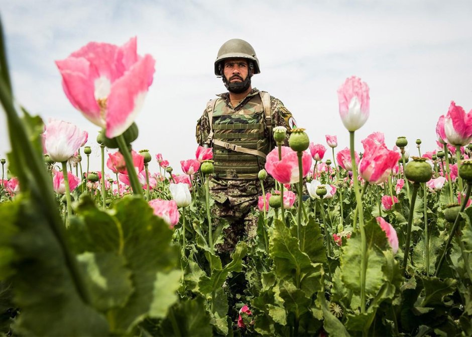 Маковое поле Афганская война