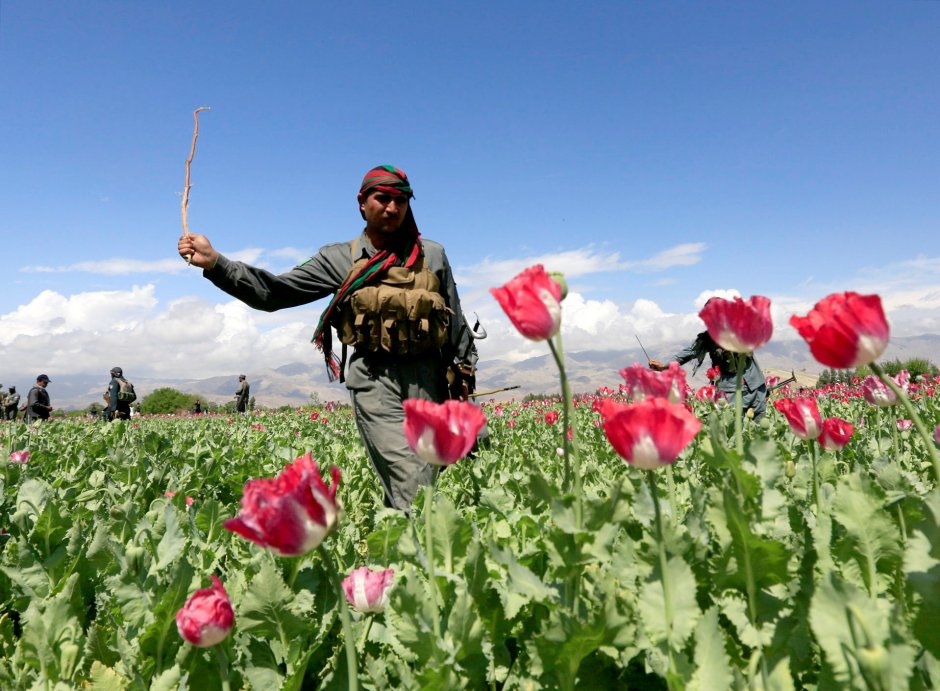 Плантации роз в Афганистане