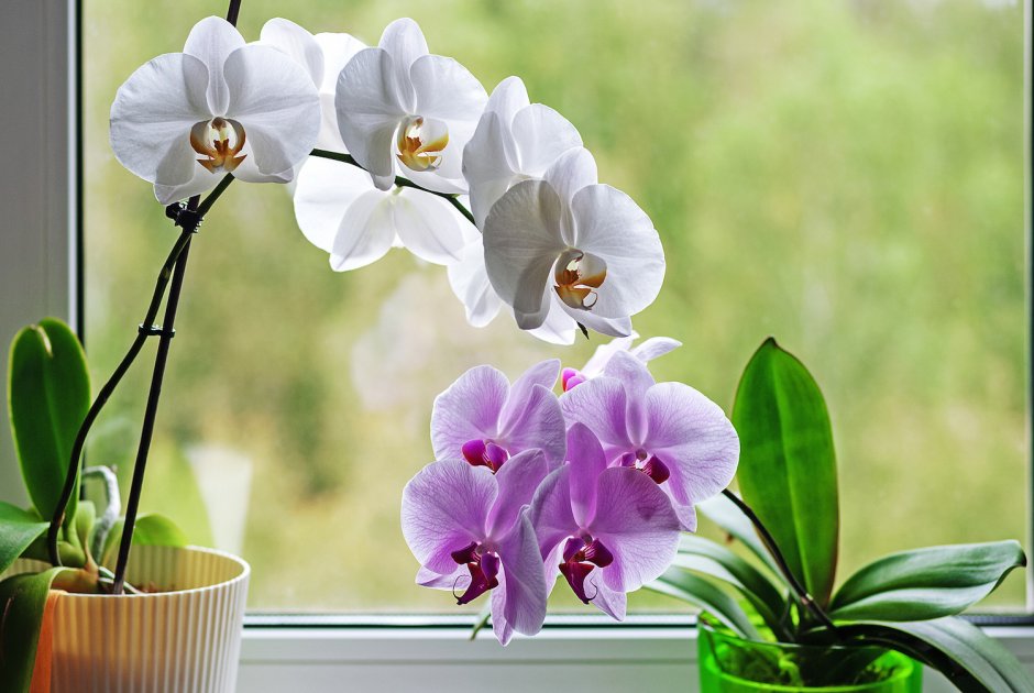 Орхидеи дома