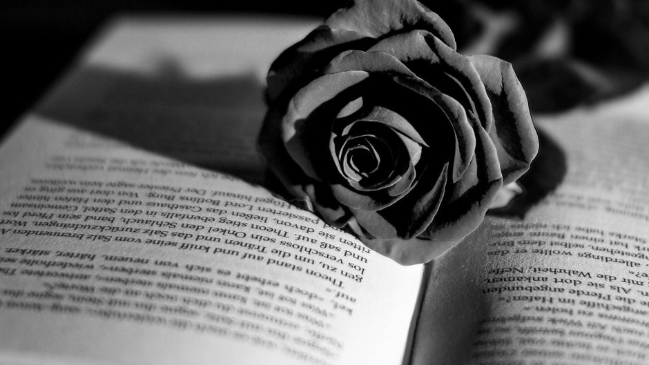 Черная роза книга
