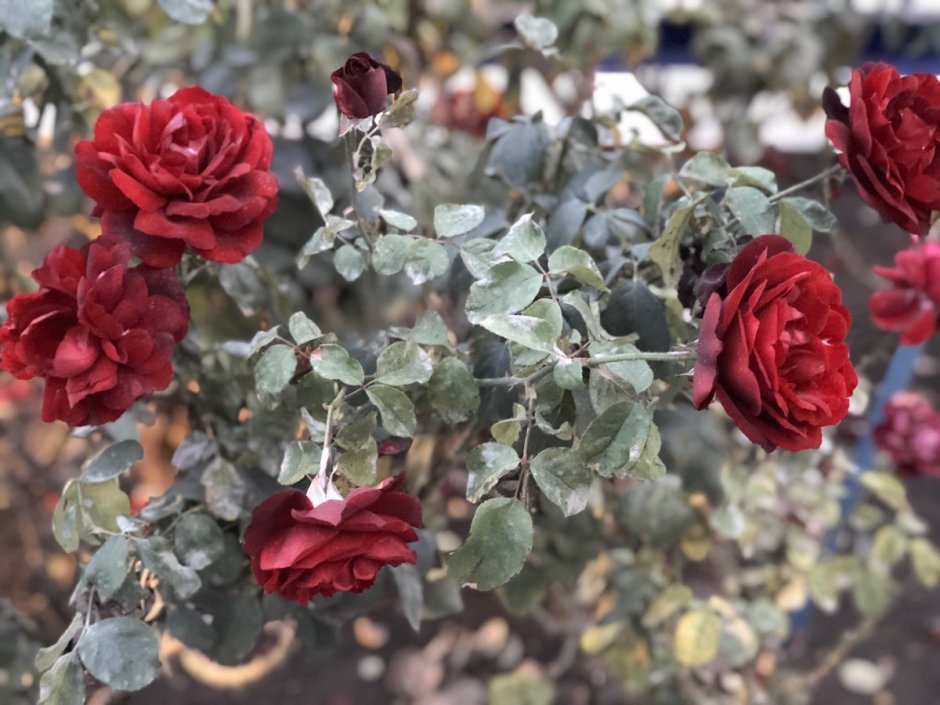 Афганская роза растение