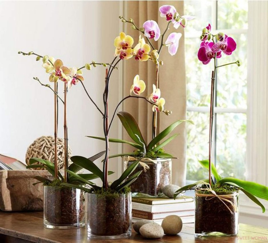 Орхидея фаленопсис перевалка