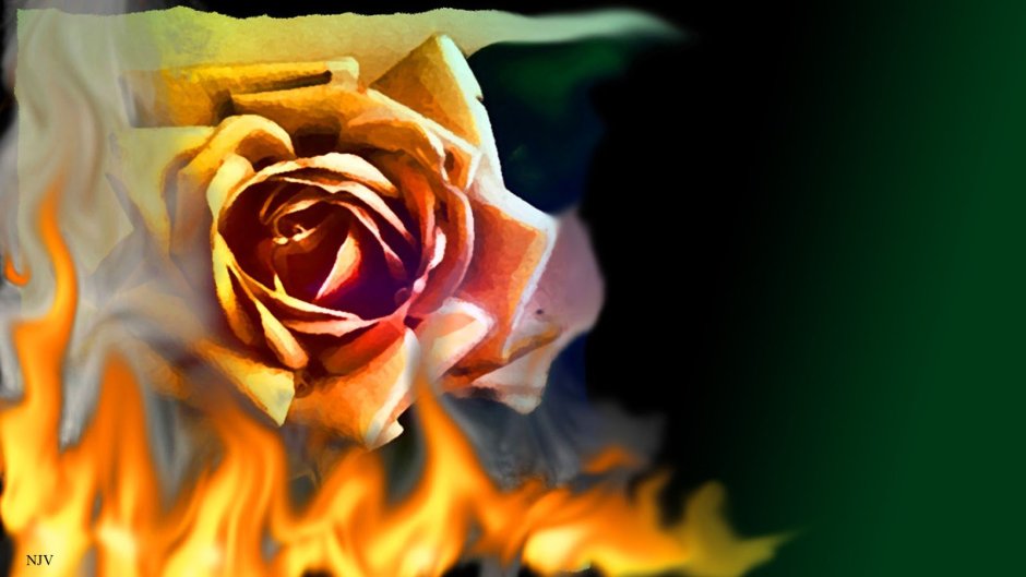 Роза в огне обои