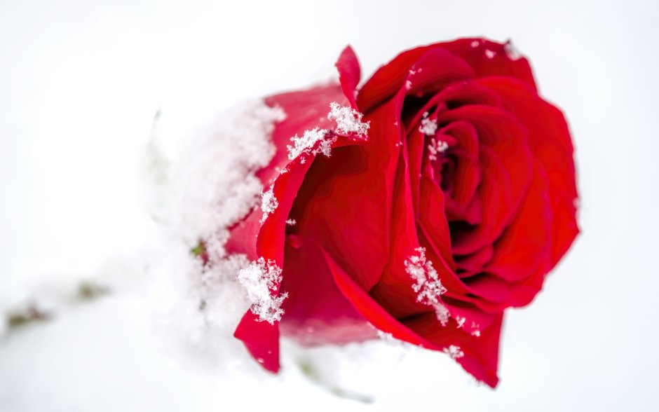 Розы на фоне снега