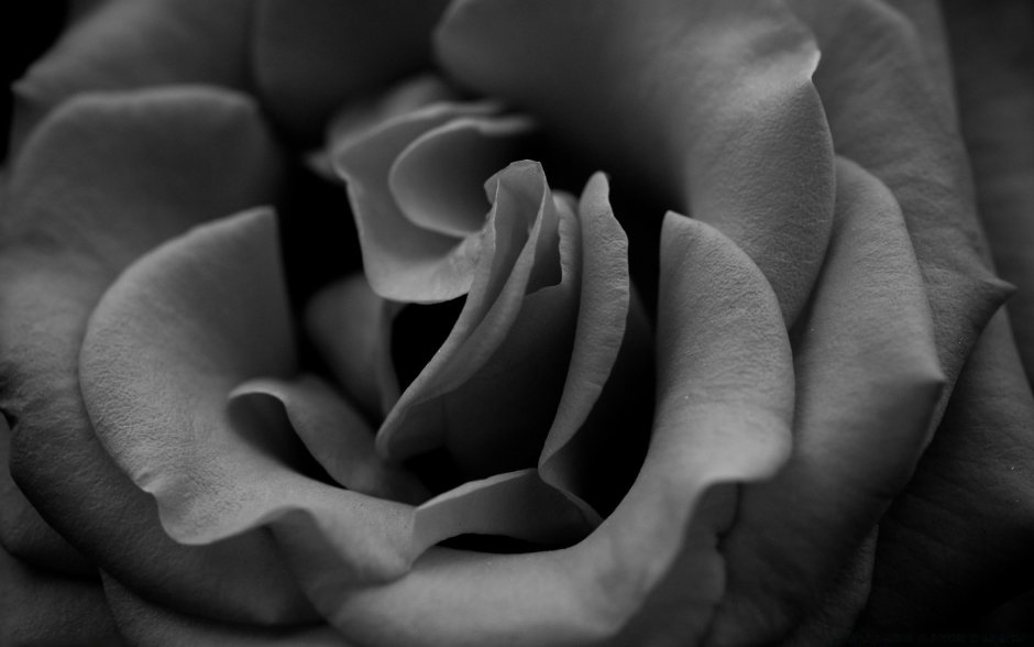 Красивые цветы черно белые