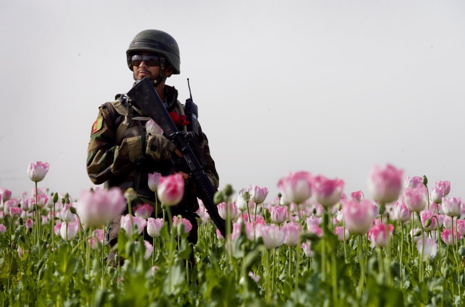 Цветы связанные с Афганистаном