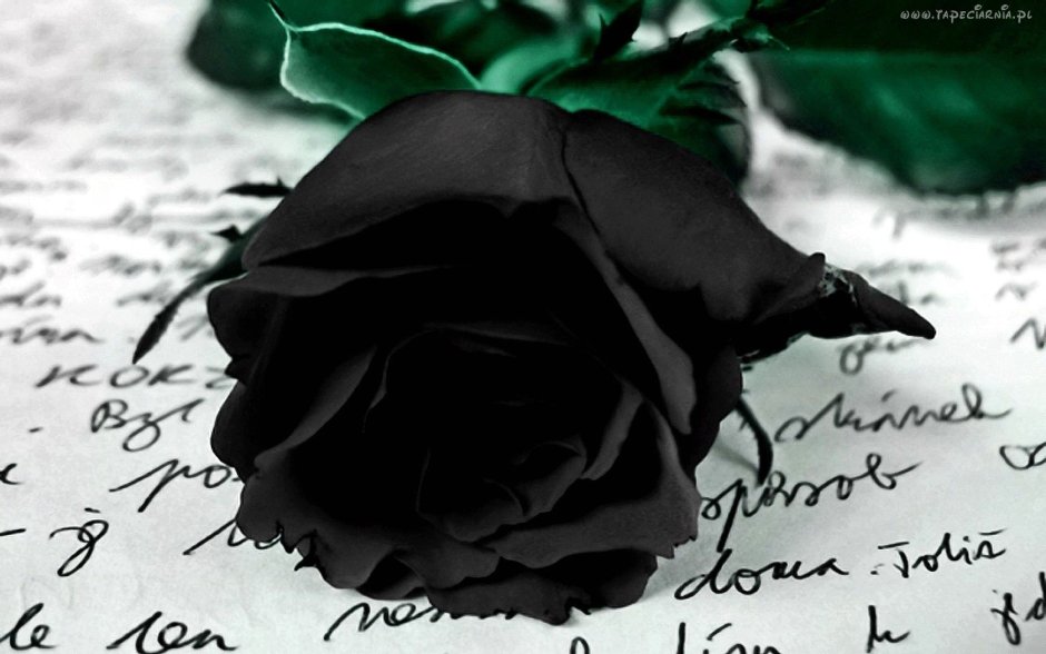 Черные розы траур