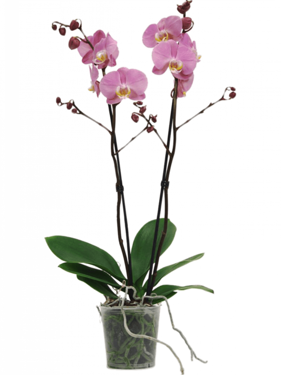 Растение Горшечное фаленопсис