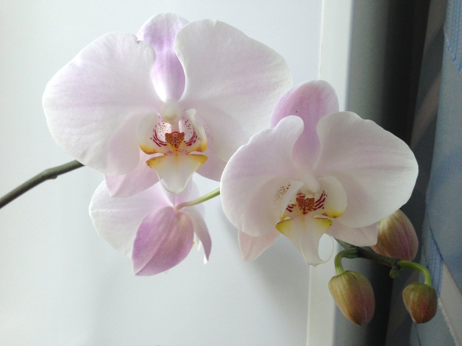Анна Мои орхидеи