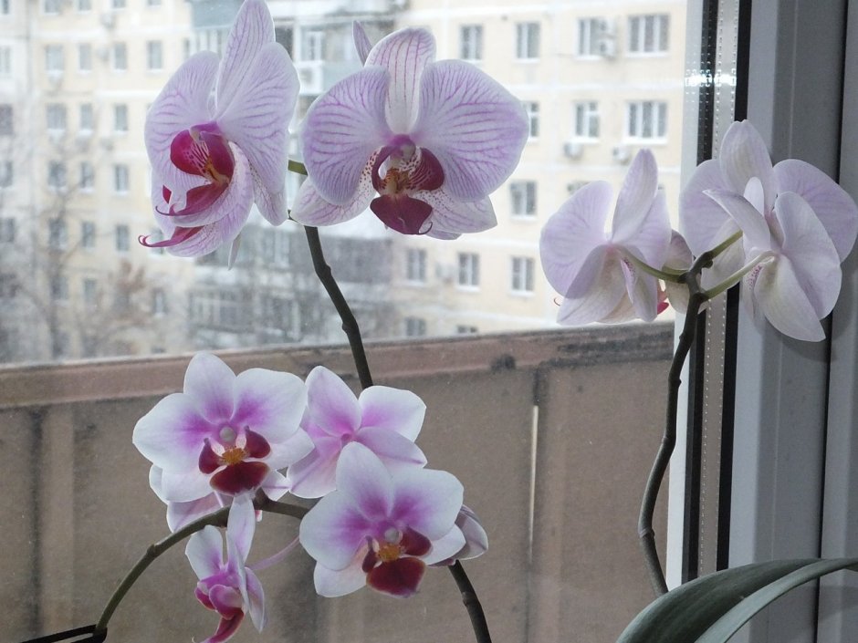 Фаленопсис Cyrene Орхидея