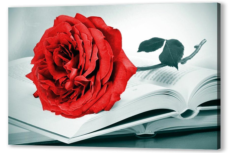 Язык цветов розы