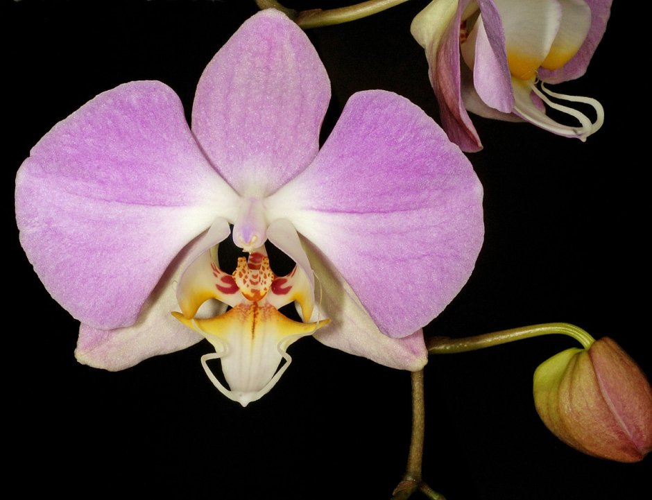Фаленопсис Сандера Phalaenopsis