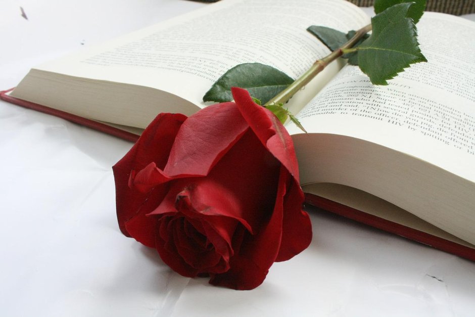 Открытая книга с розой