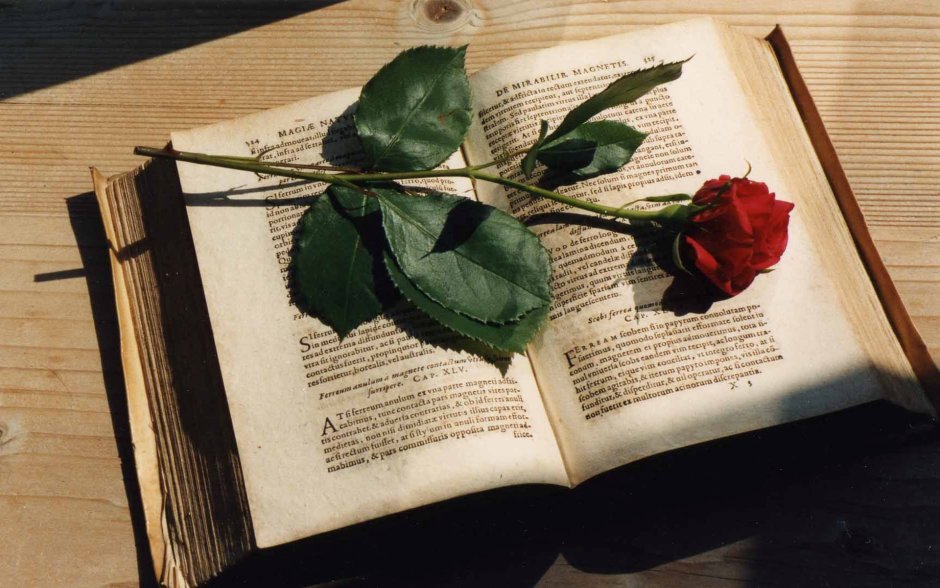 Книга белая роза