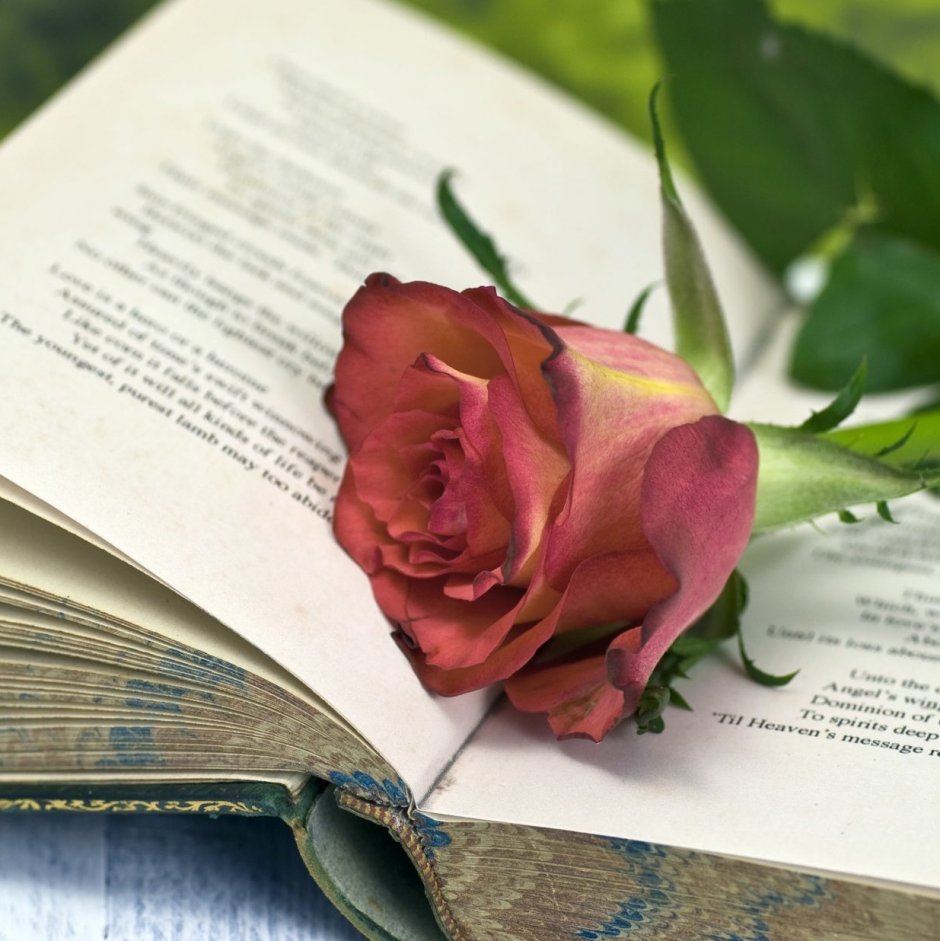 Стихотворение Пушкина Соловей и роза
