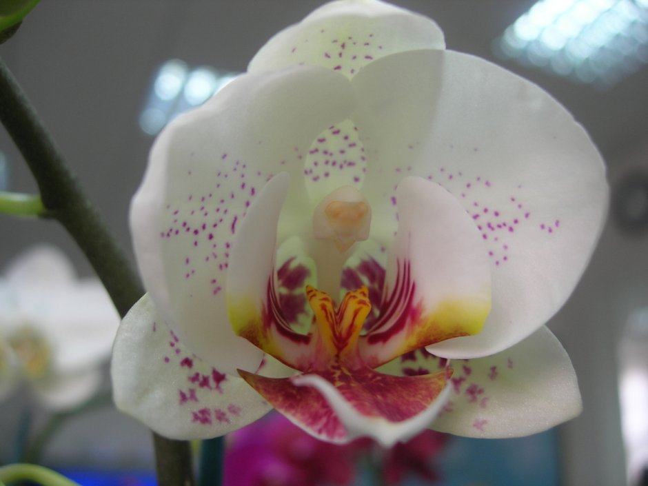 Орхидея фаленопсис Сильвия