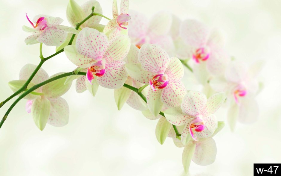 Нежный фон с орхидеями