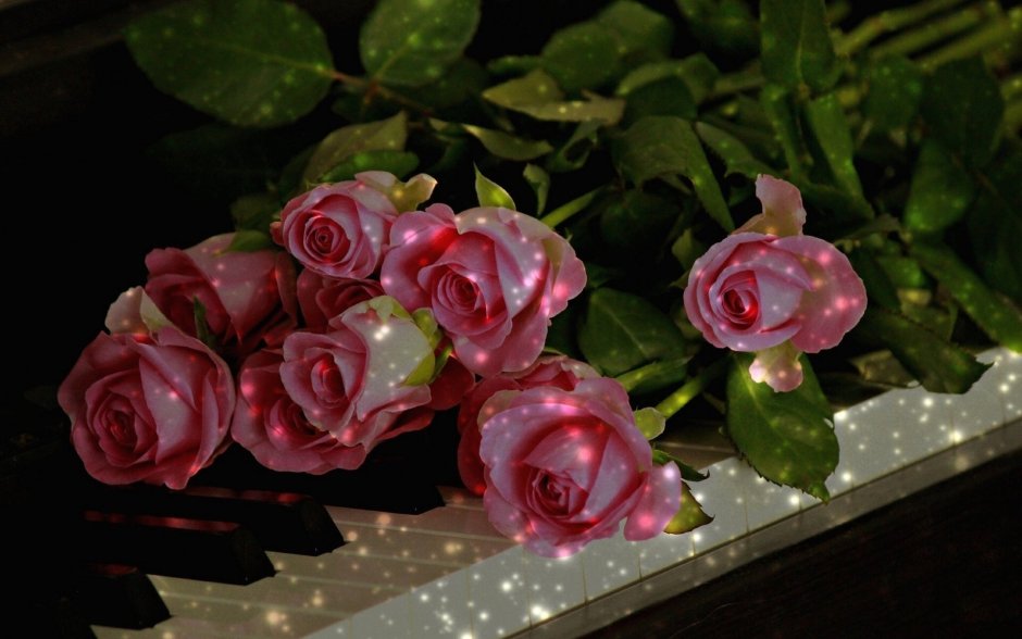 Красивые розы на рабочий стол