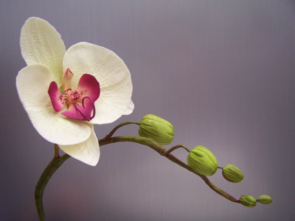 Бутон орхидеи из полимерной глины