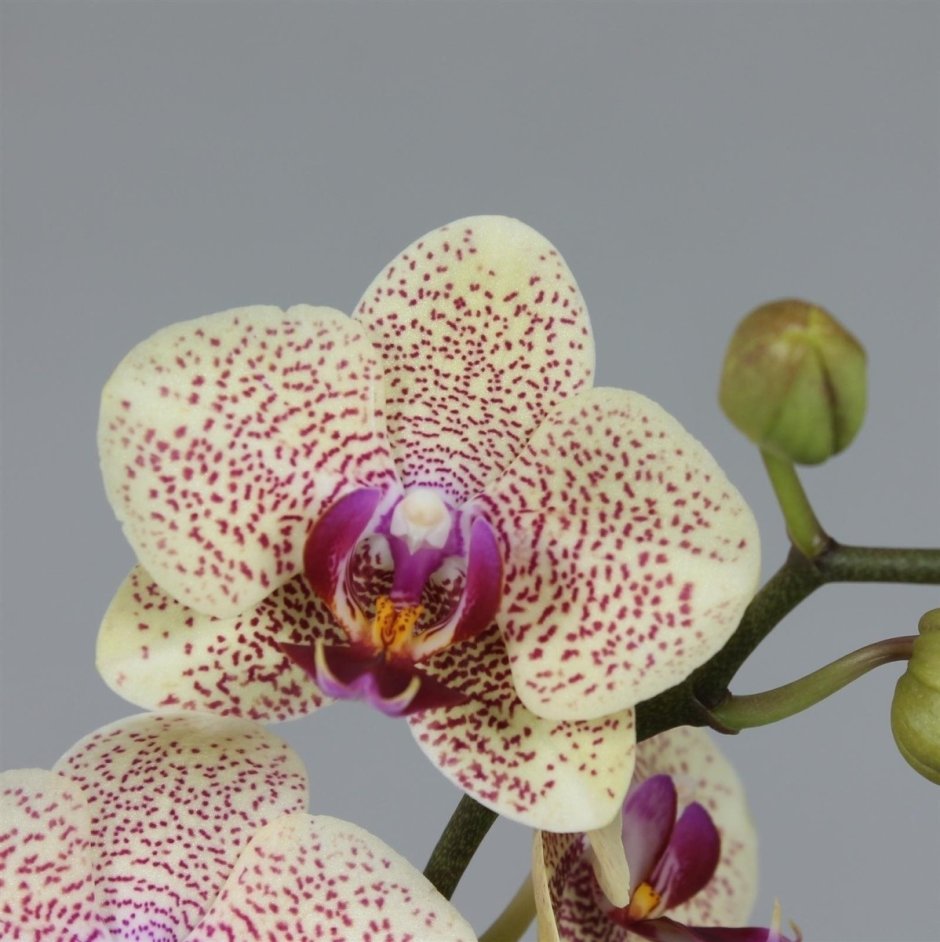 Орхидея фаленопсис Monro