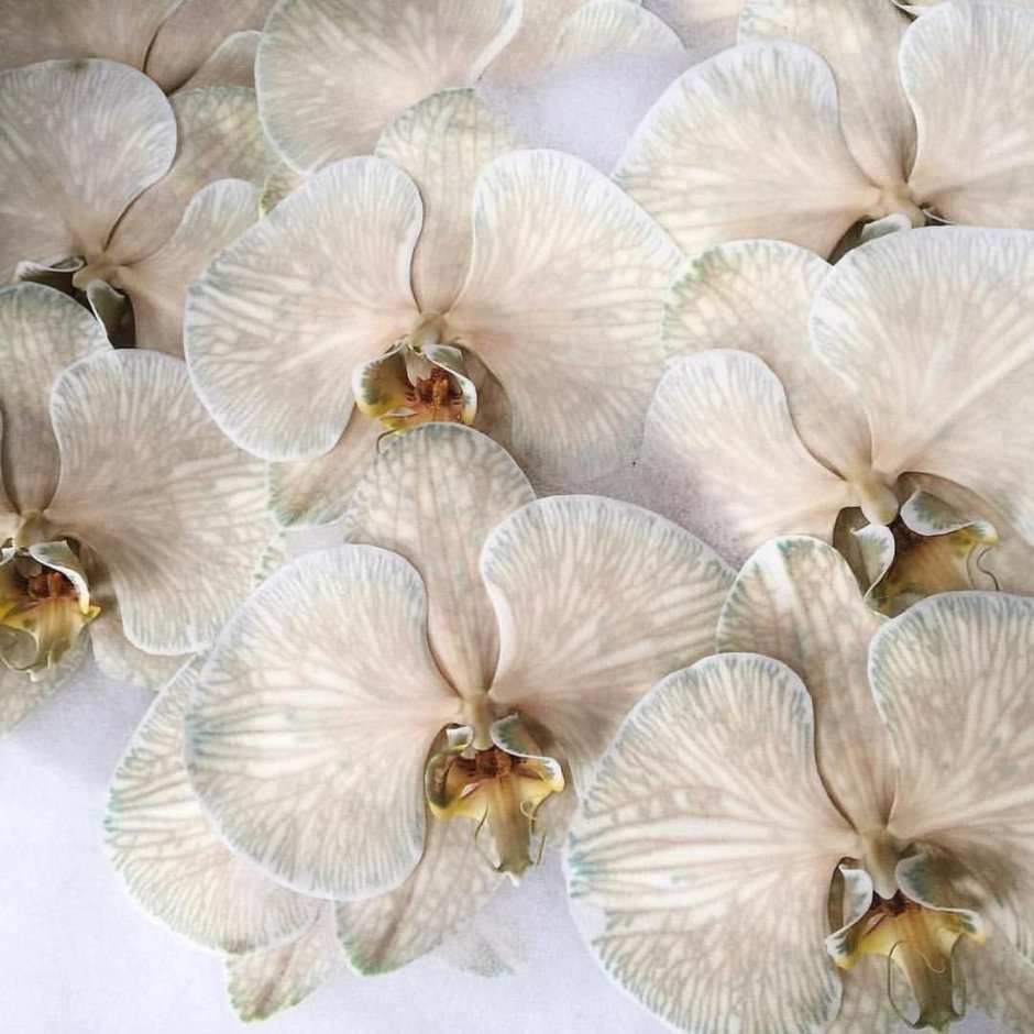 Бриллиантовая Орхидея