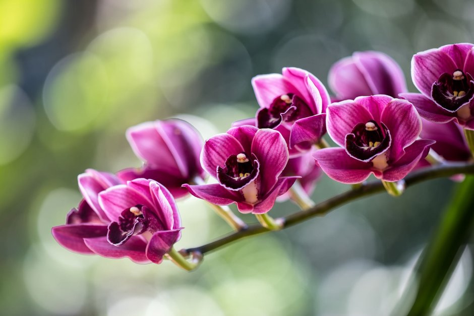 Орхидные тропики