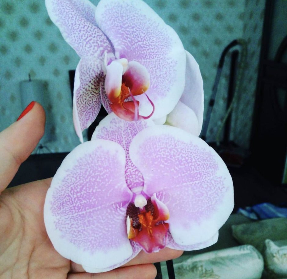 Орхидея Phalaenopsis Romance