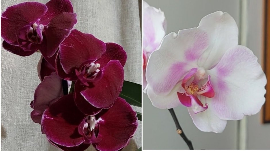 JMP орхидеи