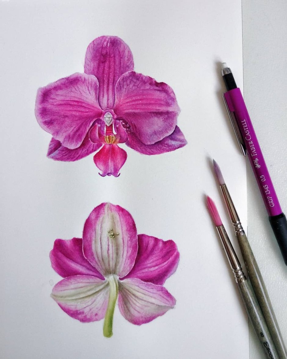 Орхидея акварельными карандашами