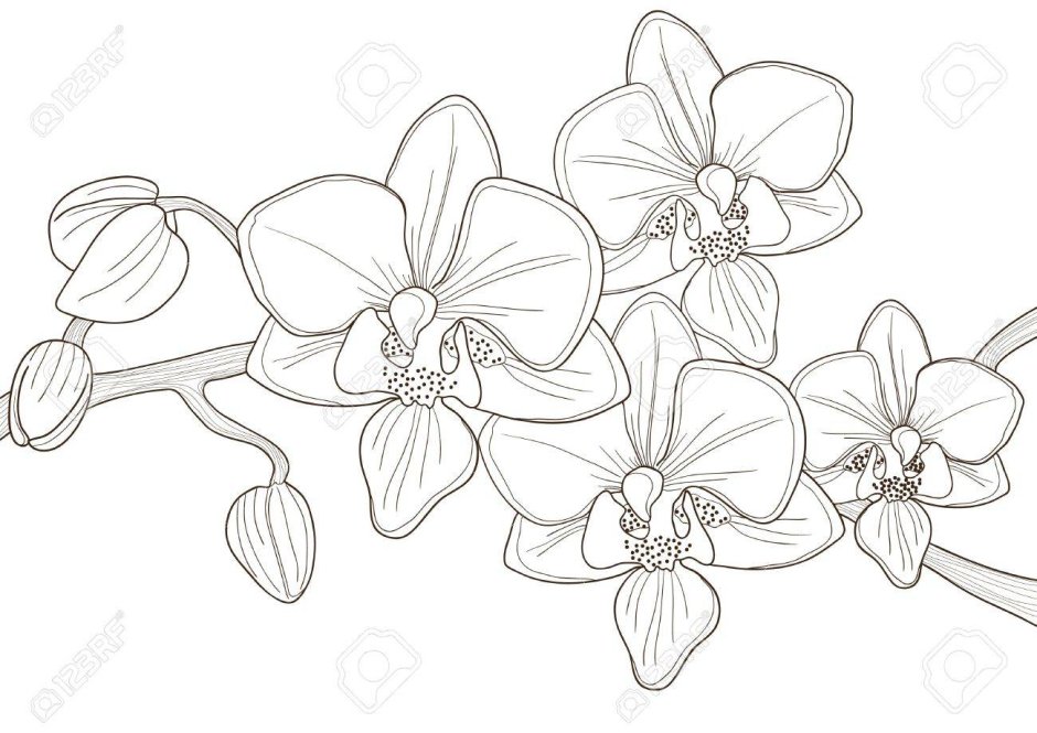 Цветы карандашом для срисовки Орхидея