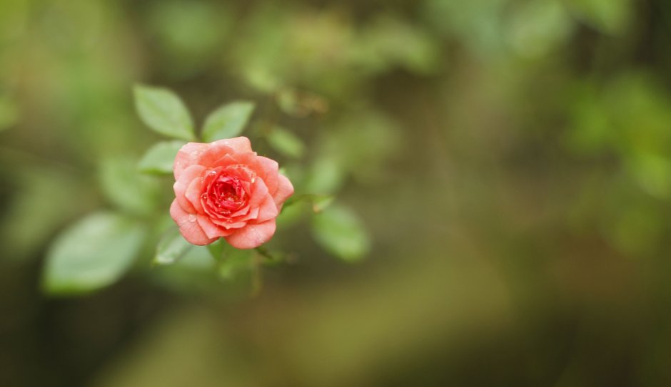 Маленькие цветочки розы
