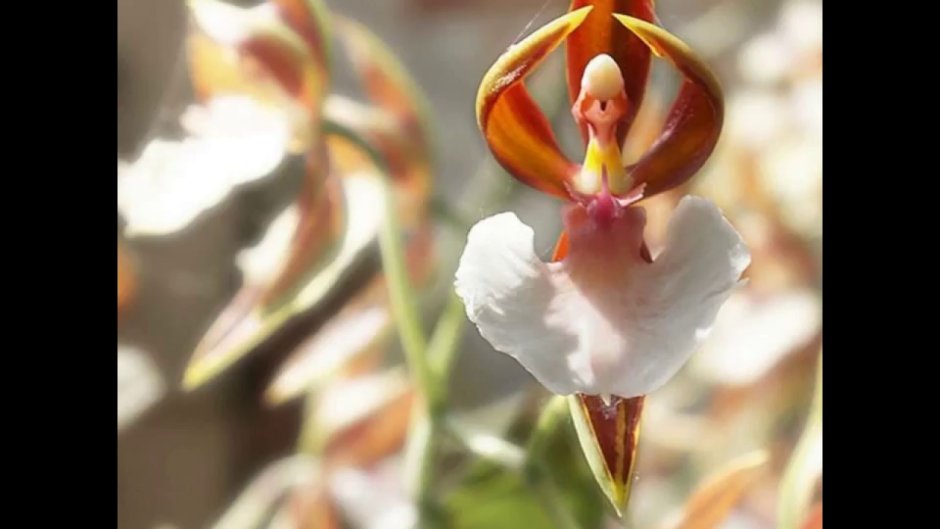 Орхидея фаленопсис Тигрис