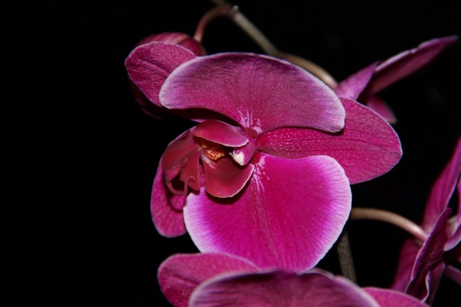 Орхидея спиралевидные