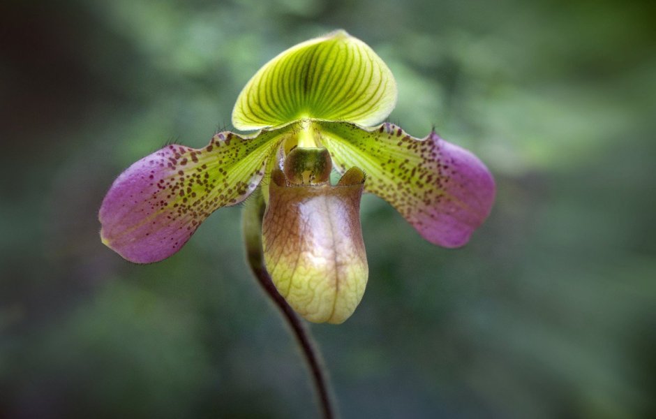 Орхидея anguloa uniflora