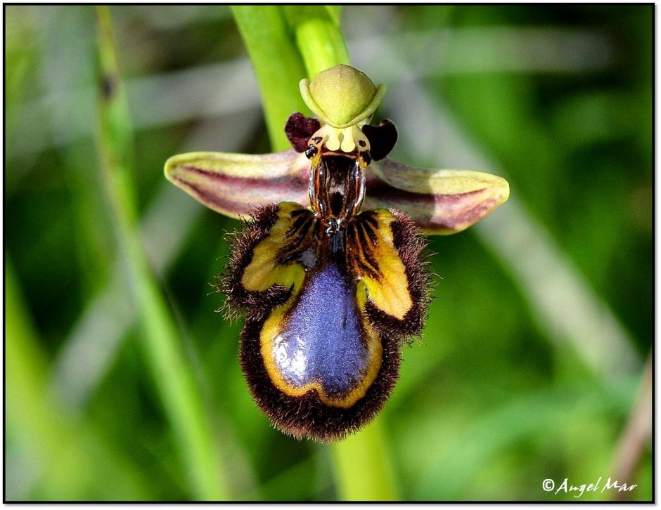 Орхидея-Шмель, Офрис пчелоносная