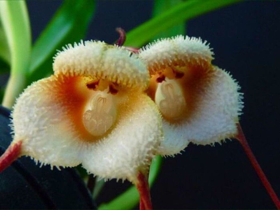 Цветы Орхидея Дракула симиа