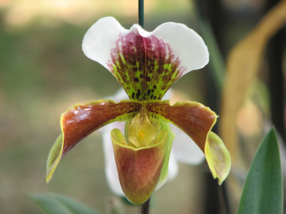 Орхидея фаленопсис Родина растения