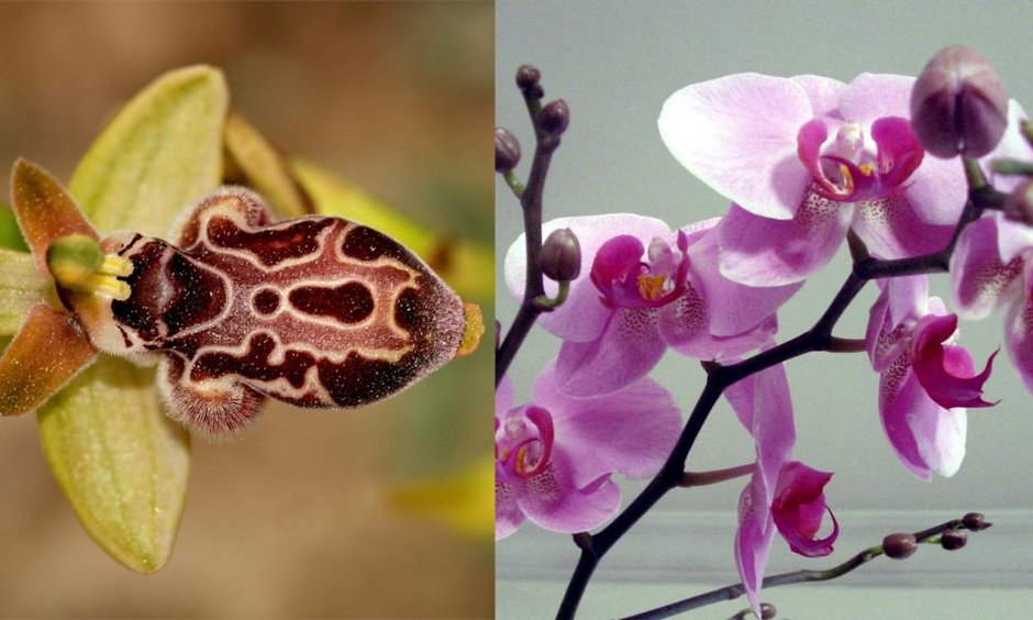 Орхидея чилоглотис