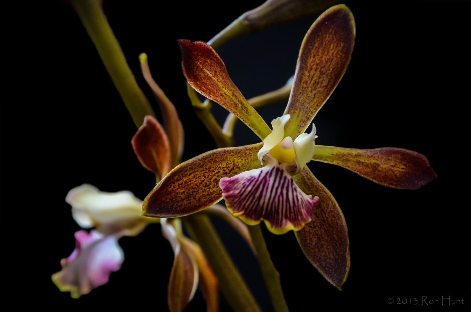 Орхидея Тукан