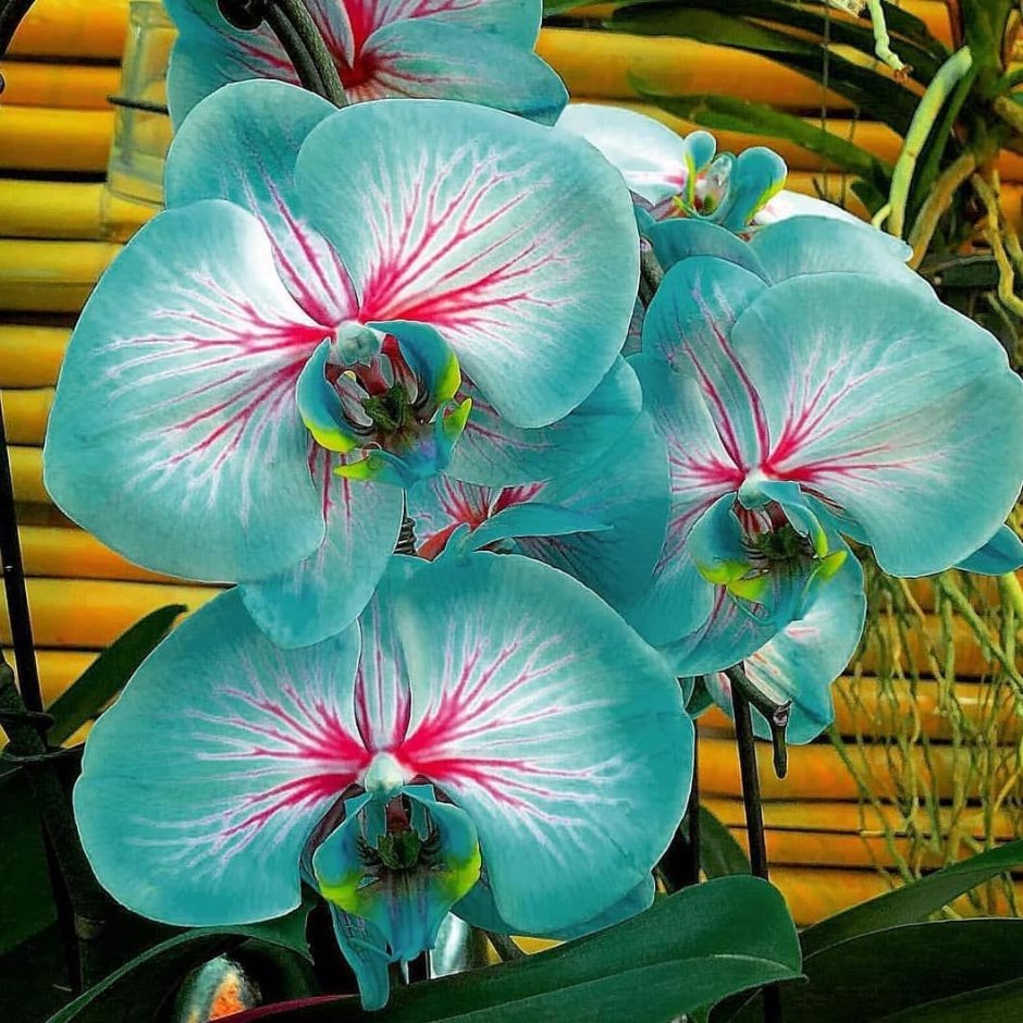 Орхидея чилоглотис