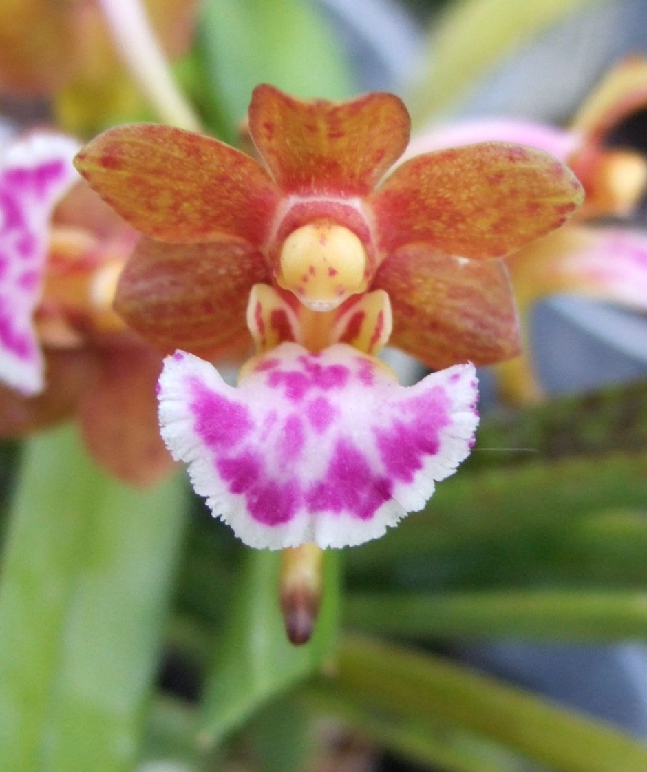 Попугайные орхидеи