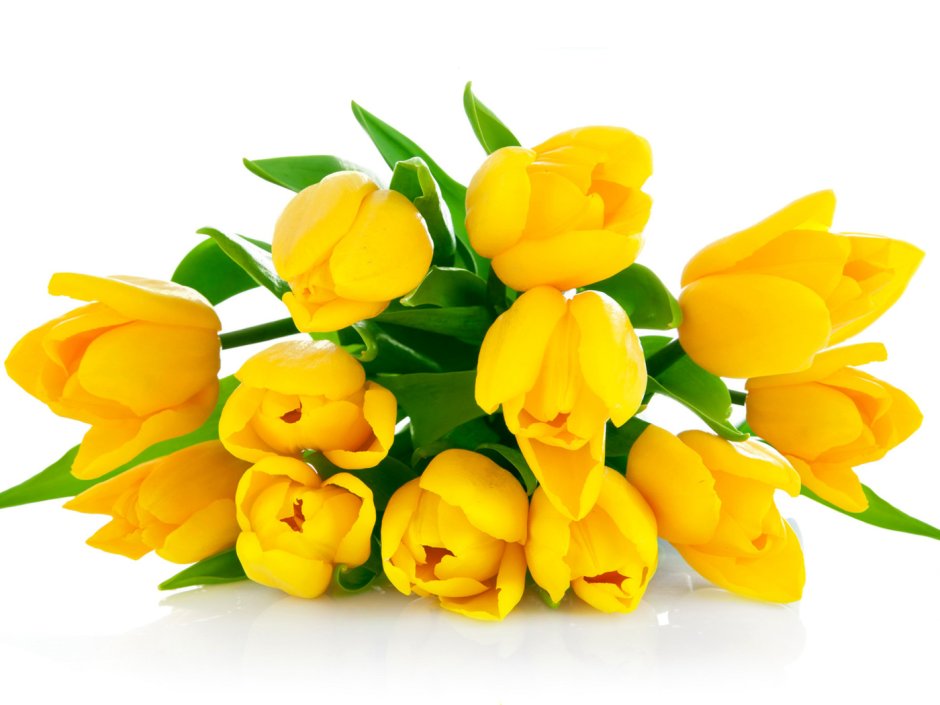 Букет желтых тюльпанов на белом фоне