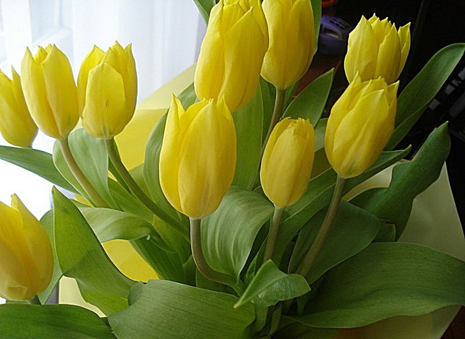 Желтые тюльпаны дома