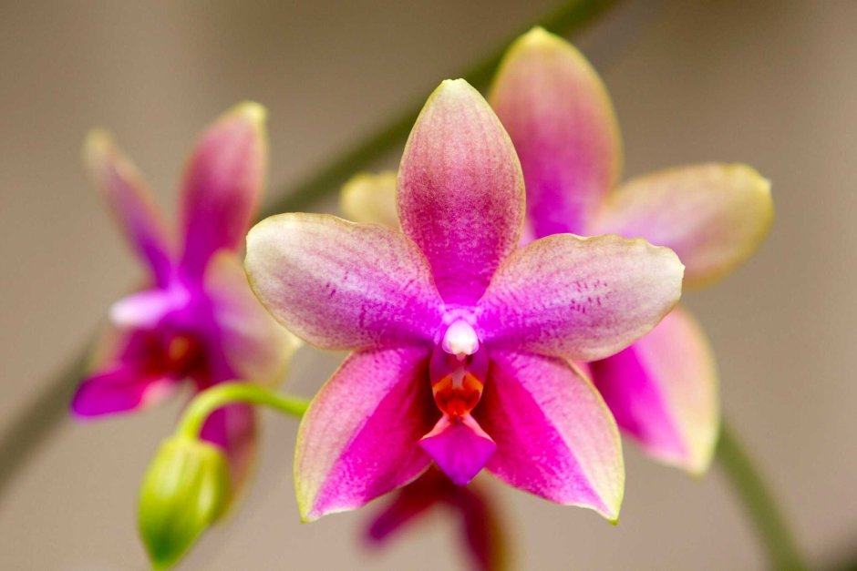 Орхидея Цимбидиум Браун Чарли