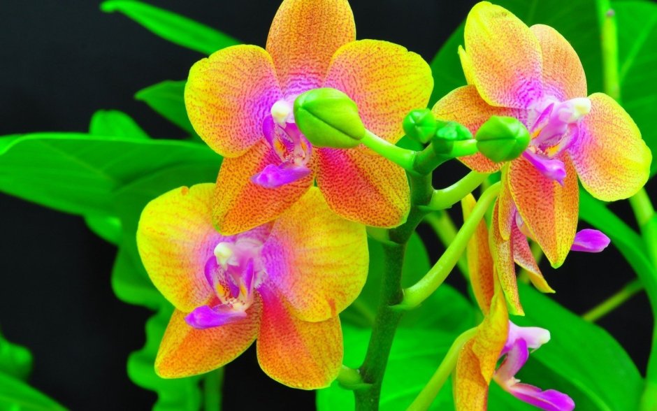 Орхидея Phalaenopsis Salinas