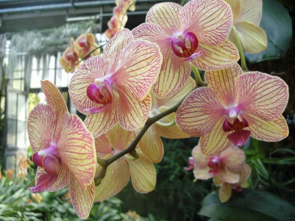 Орхидеи обои