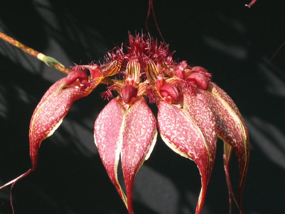 Bulbophyllum thaiorum 'Red
