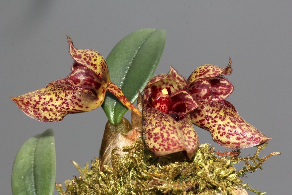 Бульбофиллум Фрости Bulbophyllum frostii