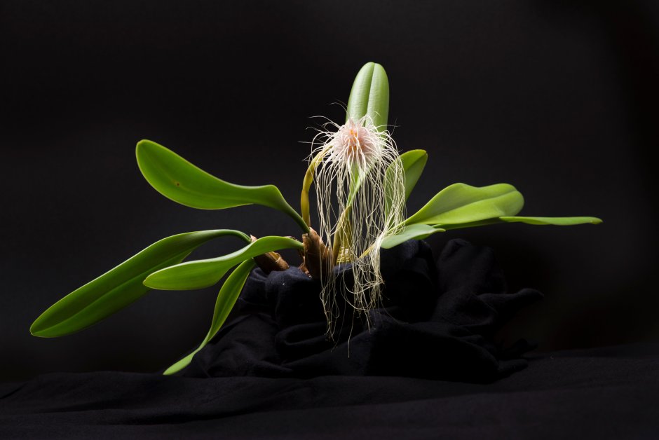 Bulbophyllum monstrabile